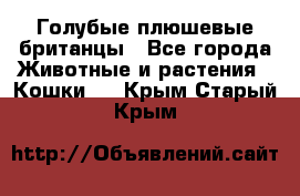 Голубые плюшевые британцы - Все города Животные и растения » Кошки   . Крым,Старый Крым